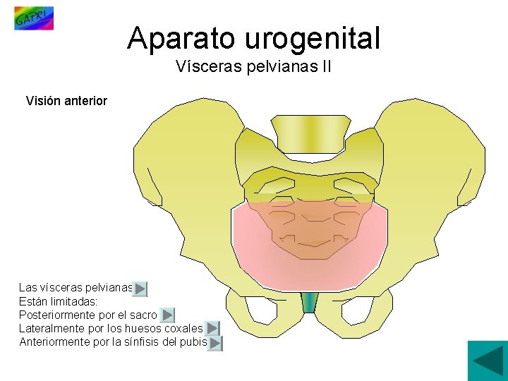 Aparato urogenital Vísceras pelvianas II Visión anterior Las vísceras pelvianas Están limitadas: Posteriormente por