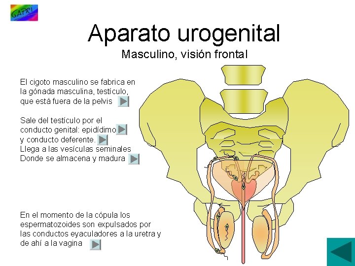 Aparato urogenital Masculino, visión frontal El cigoto masculino se fabrica en la gónada masculina,