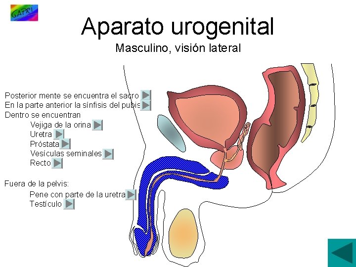 Aparato urogenital Masculino, visión lateral Posterior mente se encuentra el sacro En la parte