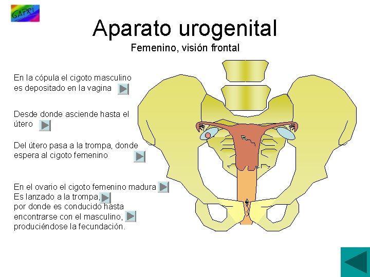 Aparato urogenital Femenino, visión frontal En la cópula el cigoto masculino es depositado en