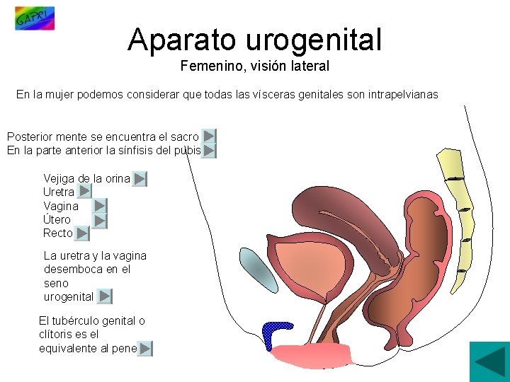 Aparato urogenital Femenino, visión lateral En la mujer podemos considerar que todas las vísceras