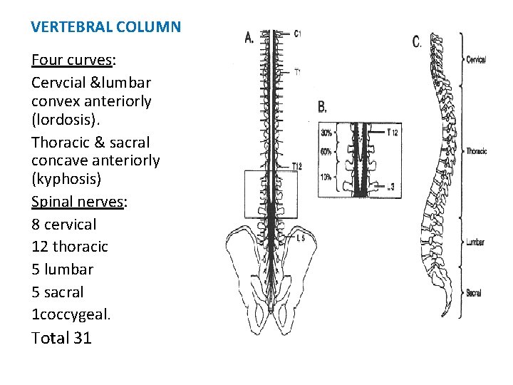 VERTEBRAL COLUMN Four curves: Cervcial &lumbar convex anteriorly (lordosis). Thoracic & sacral concave anteriorly