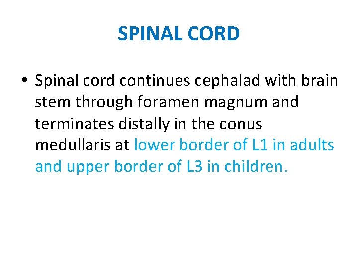 SPINAL CORD • Spinal cord continues cephalad with brain stem through foramen magnum and