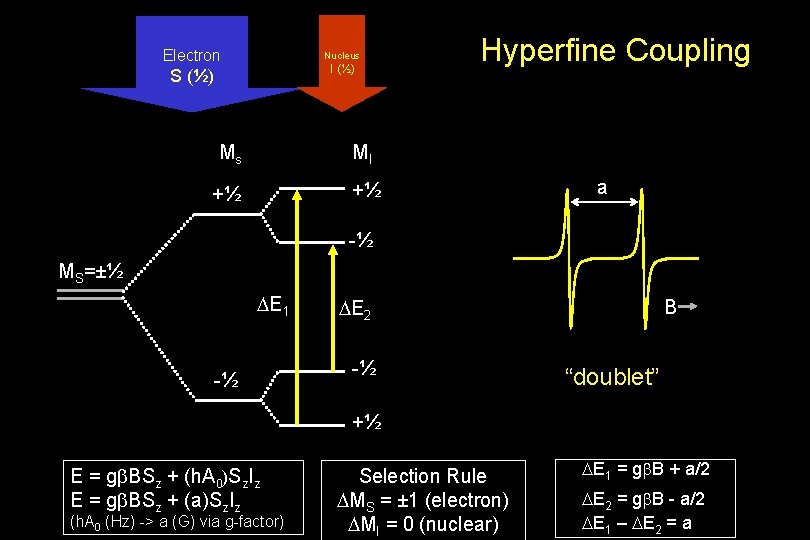 Electron Nucleus I (½) S (½) Ms MI +½ +½ Hyperfine Coupling a -½