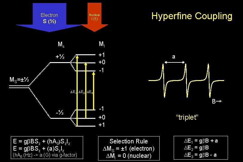 Electron Hyperfine Coupling Nucleus I (1) S (½) Ms MI +½ +1 +0 -1