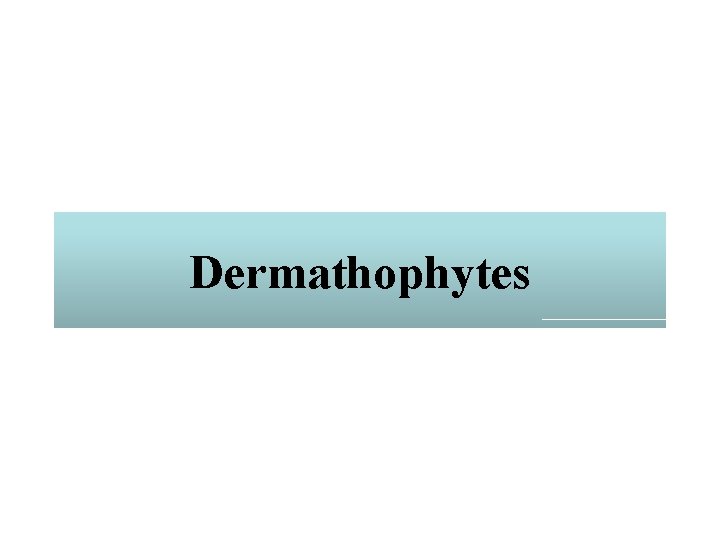 Dermathophytes 