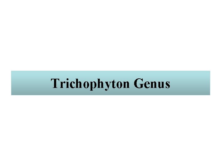 Trichophyton Genus 