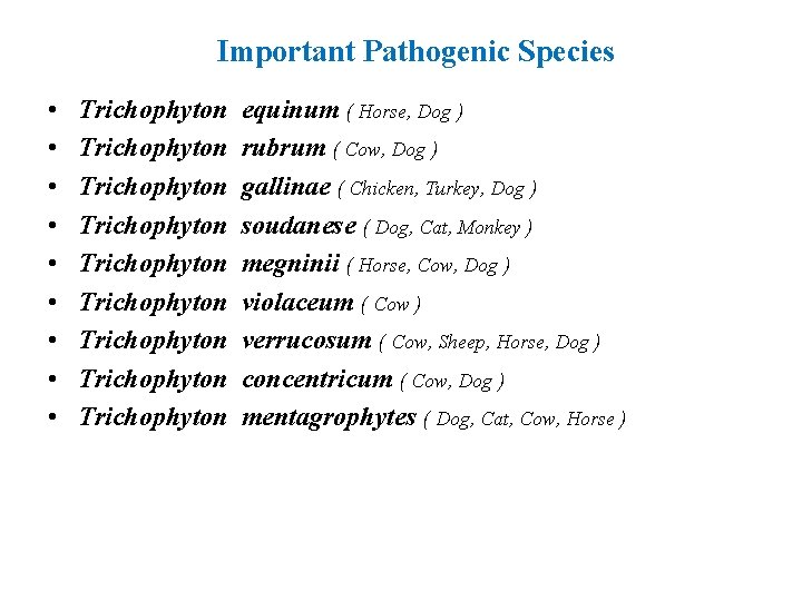 Important Pathogenic Species • • • Trichophyton Trichophyton Trichophyton equinum ( Horse, Dog )