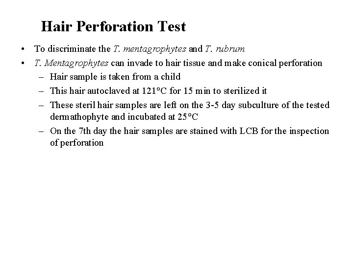 Hair Perforation Test • To discriminate the T. mentagrophytes and T. rubrum • T.
