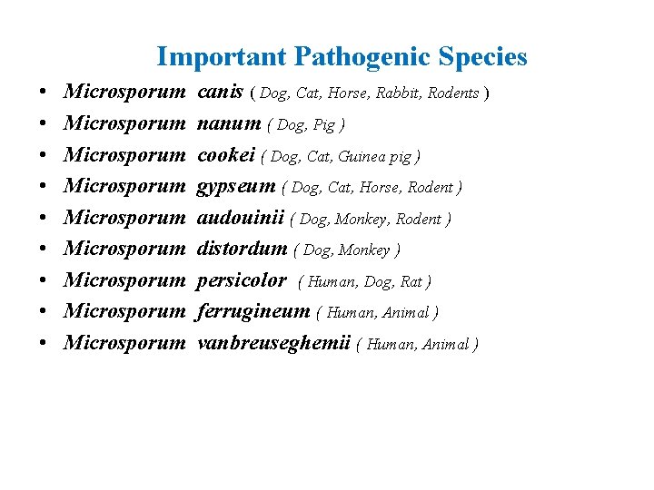 Important Pathogenic Species • • • Microsporum Microsporum Microsporum canis ( Dog, Cat, Horse,