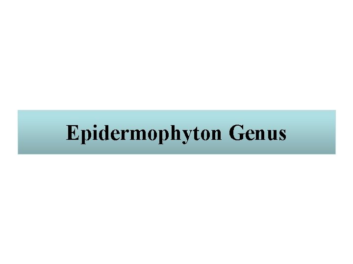 Epidermophyton Genus 