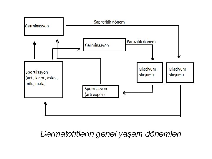 Dermatofitlerin genel yaşam dönemleri 