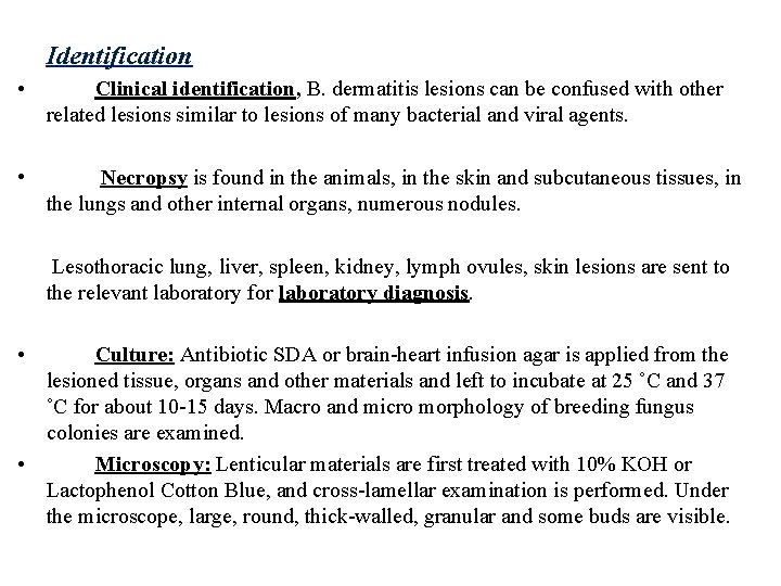 Identification • Clinical identification, B. dermatitis lesions can be confused with other related lesions