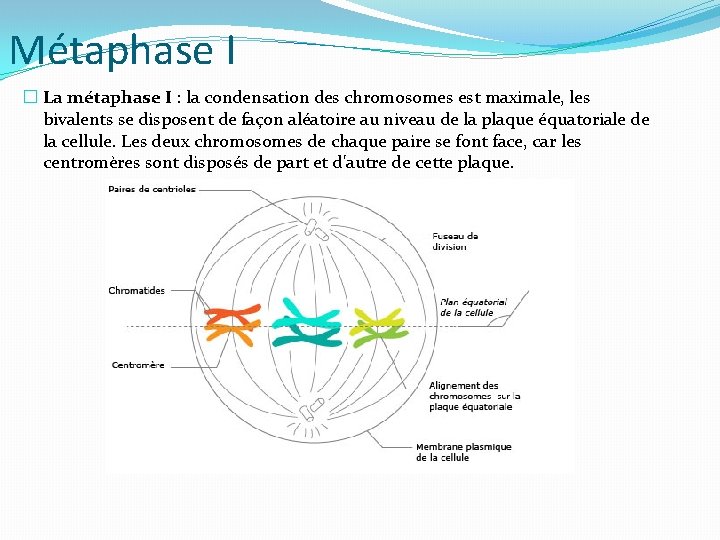 Métaphase I � La métaphase I : la condensation des chromosomes est maximale, les