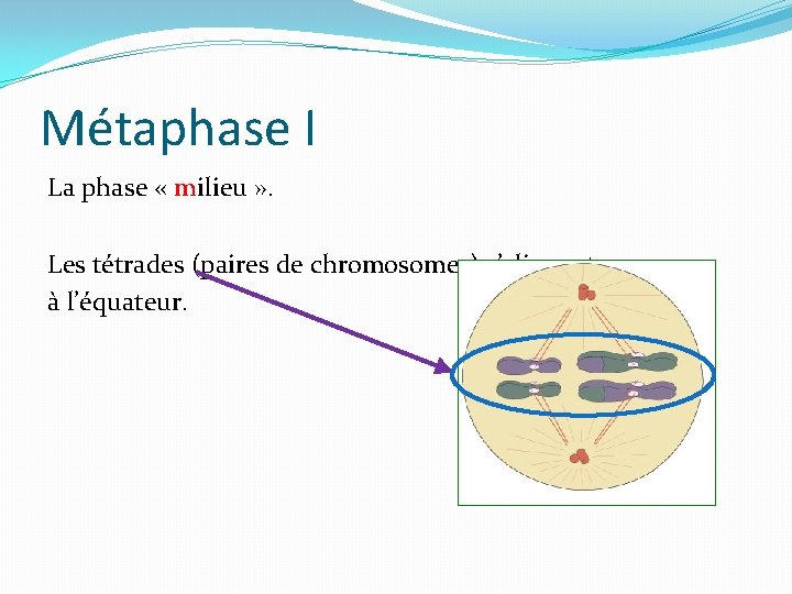 Métaphase I La phase « milieu » . Les tétrades (paires de chromosomes) s’alignent