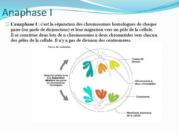 Anaphase I � L'anaphase I : c'est la séparation des chromosomes homologues de chaque