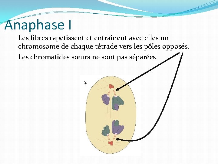 Anaphase I Les fibres rapetissent et entraînent avec elles un chromosome de chaque tétrade