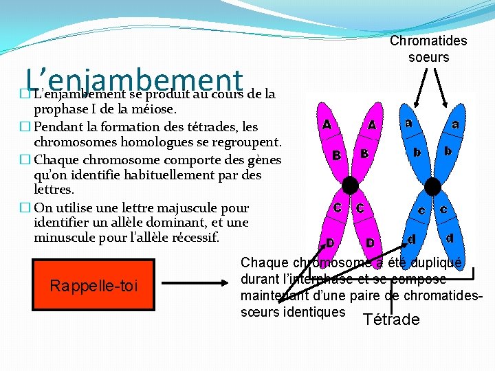 L’enjambement Chromatides soeurs � L’enjambement se produit au cours de la prophase I de