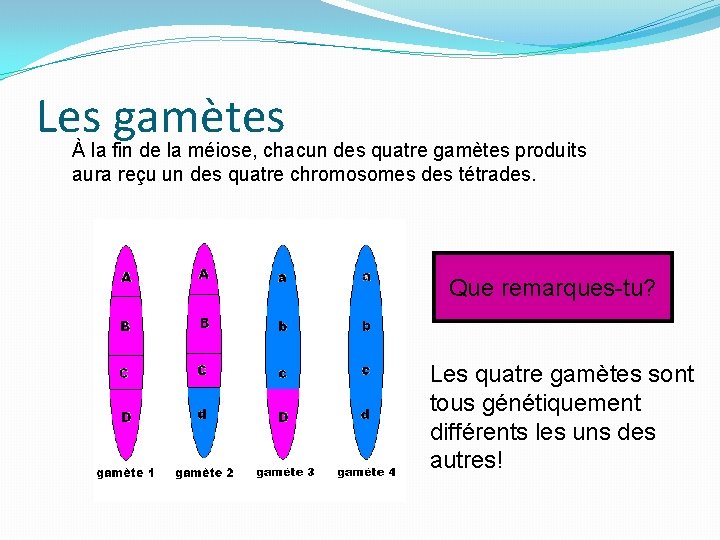 Les gamètes À la fin de la méiose, chacun des quatre gamètes produits aura