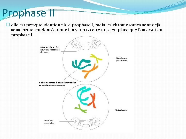 Prophase II � elle est presque identique à la prophase I, mais les chromosomes