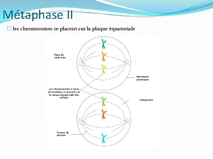 Métaphase II � les chromosomes se placent sur la plaque équatoriale 