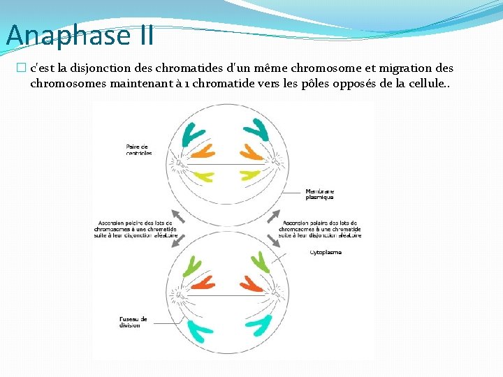 Anaphase II � c'est la disjonction des chromatides d'un même chromosome et migration des