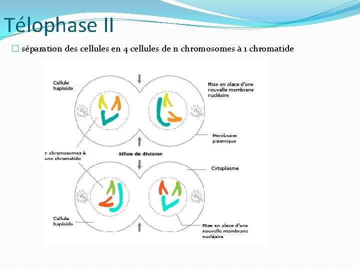 Télophase II � séparation des cellules en 4 cellules de n chromosomes à 1