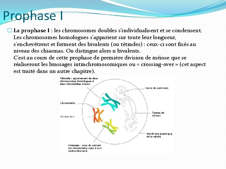 Prophase I � La prophase I : les chromosomes doubles s'individualisent et se condensent.