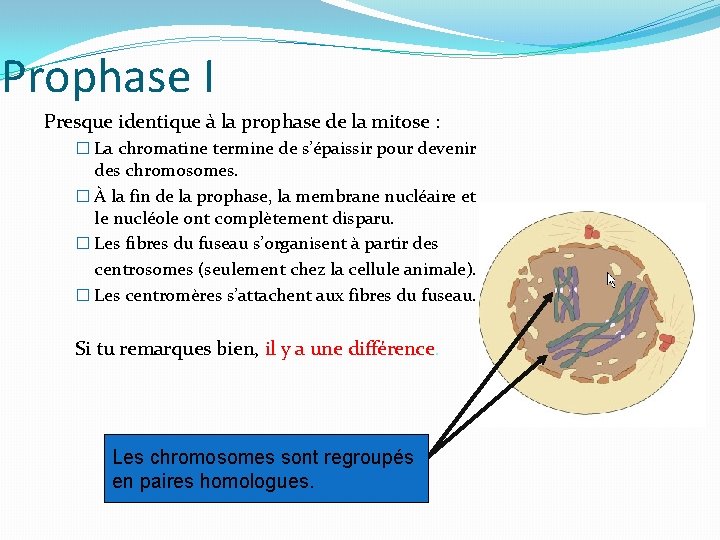 Prophase I Presque identique à la prophase de la mitose : � La chromatine