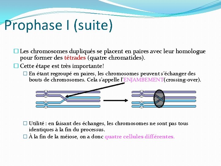 Prophase I (suite) � Les chromosomes dupliqués se placent en paires avec leur homologue