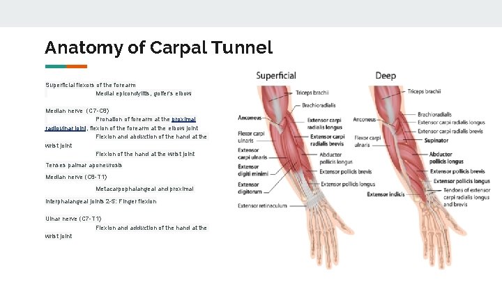 Anatomy of Carpal Tunnel Superficial flexors of the forearm Medial epicondylitis, golfer's elbow Median