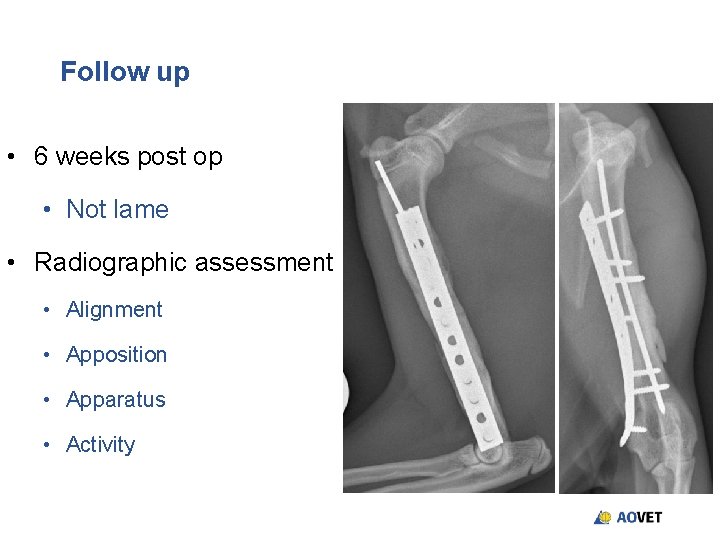 Follow up • 6 weeks post op • Not lame • Radiographic assessment • Follow up • 6 weeks post op • Not lame • Radiographic assessment •