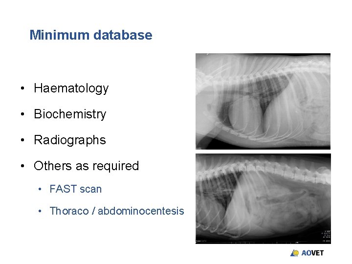 Minimum database • Haematology • Biochemistry • Radiographs • Others as required • FAST Minimum database • Haematology • Biochemistry • Radiographs • Others as required • FAST
