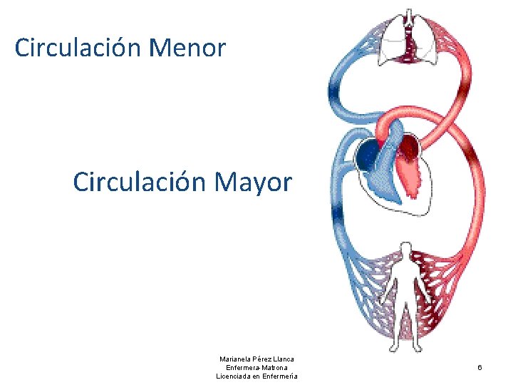 Circulación Menor Circulación Mayor Marianela Pérez Llanca Enfermera-Matrona Licenciada en Enfermería 6 