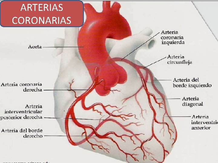 ARTERIAS CORONARIAS 8 