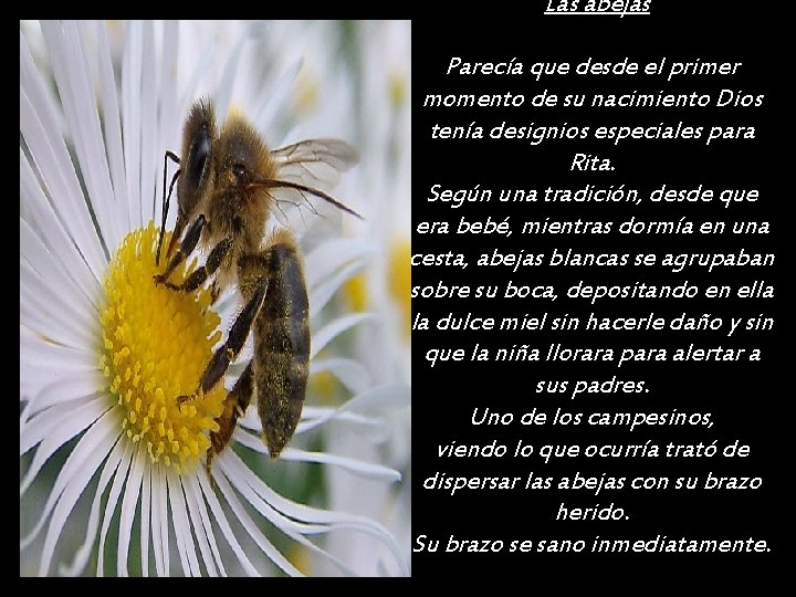 Las abejas Parecía que desde el primer momento de su nacimiento Dios tenía designios