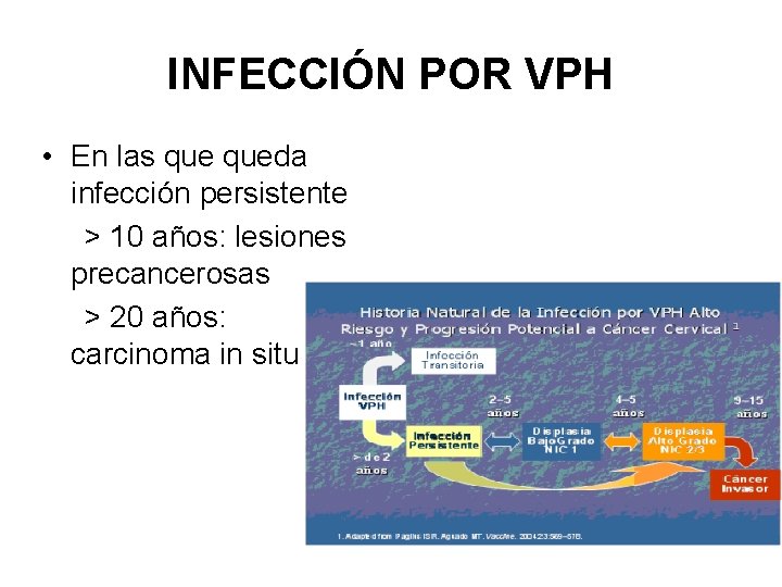 INFECCIÓN POR VPH • En las queda infección persistente > 10 años: lesiones precancerosas
