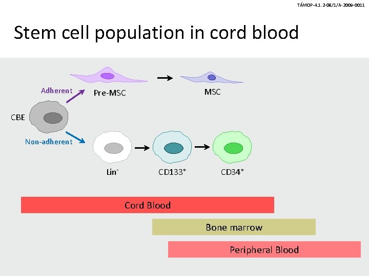 TÁMOP-4. 1. 2 -08/1/A-2009 -0011 Stem cell population in cord blood Adherent MSC Pre-MSC