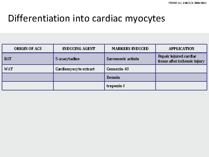 TÁMOP-4. 1. 2 -08/1/A-2009 -0011 Differentiation into cardiac myocytes ORIGIN OF ACS INDUCING AGENT