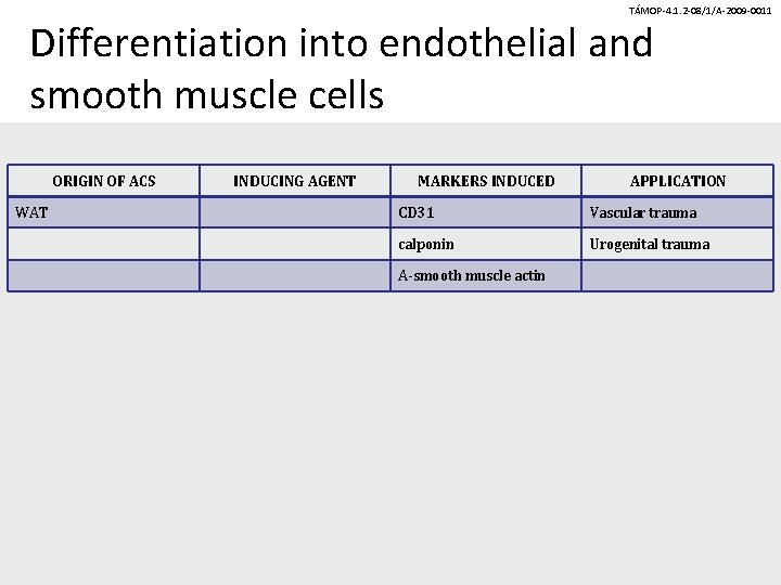 TÁMOP-4. 1. 2 -08/1/A-2009 -0011 Differentiation into endothelial and smooth muscle cells ORIGIN OF