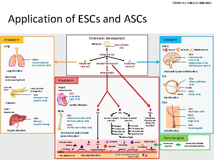 TÁMOP-4. 1. 2 -08/1/A-2009 -0011 Application of ESCs and ASCs Embryonic development Endoderm Blastocyst