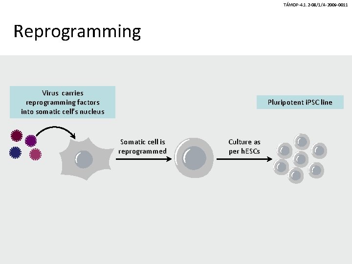 TÁMOP-4. 1. 2 -08/1/A-2009 -0011 Reprogramming Virus carries reprogramming factors into somatic cell’s nucleus