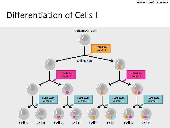 TÁMOP-4. 1. 2 -08/1/A-2009 -0011 Differentiation of Cells I Precursor cell Regulatory protein 1