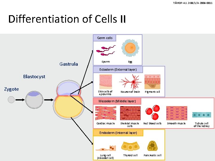 TÁMOP-4. 1. 2 -08/1/A-2009 -0011 Differentiation of Cells II Germ cells Gastrula Sperm Egg