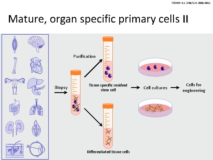 TÁMOP-4. 1. 2 -08/1/A-2009 -0011 Mature, organ specific primary cells II Purification Biopsy Tissue