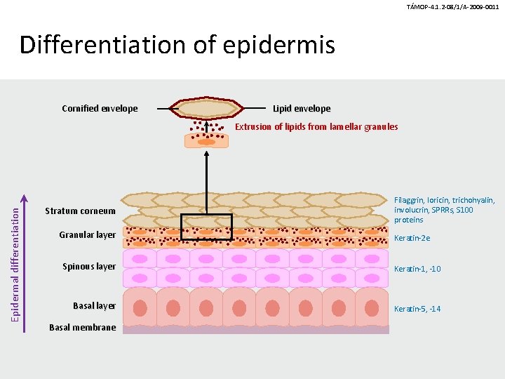 TÁMOP-4. 1. 2 -08/1/A-2009 -0011 Differentiation of epidermis Cornified envelope Lipid envelope Epidermal differentiation