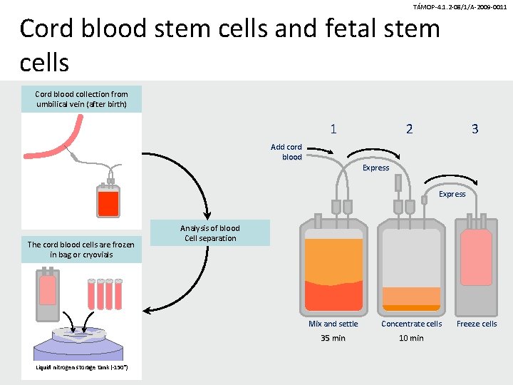 TÁMOP-4. 1. 2 -08/1/A-2009 -0011 Cord blood stem cells and fetal stem cells Cord