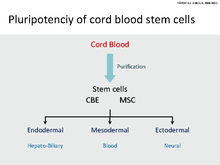 TÁMOP-4. 1. 2 -08/1/A-2009 -0011 Pluripotenciy of cord blood stem cells Cord Blood Purification