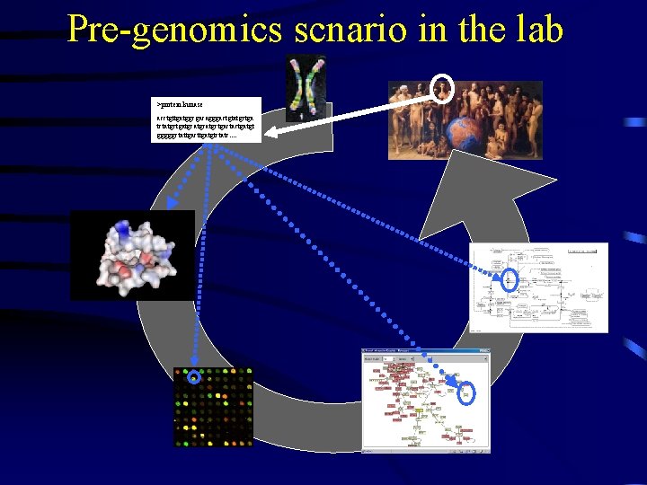 Pre-genomics scnario in the lab >protein kunase acctgttgatggcgacagggactgtatgctga tctatgctgatgcatgctgactactgatgt gggggctattgacttgatgtctatc. . 