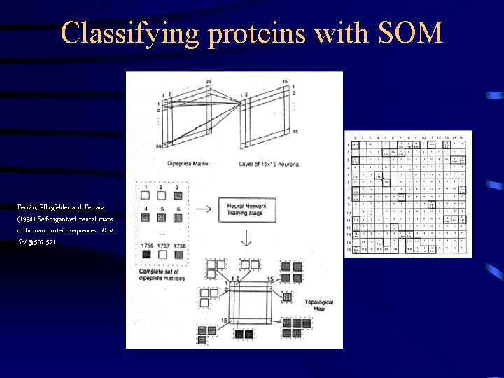 Classifying proteins with SOM Ferrán, Pflugfelder and Ferrara (1994) Self-organized neural maps of human